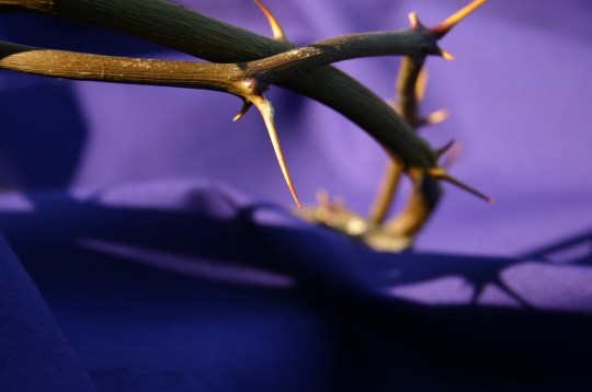 crown of thorns file image