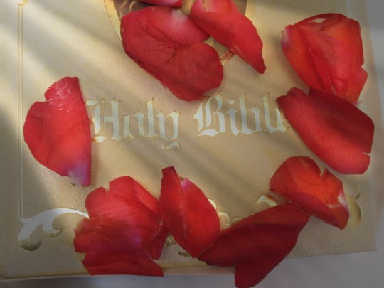 as petals fall to ground file image