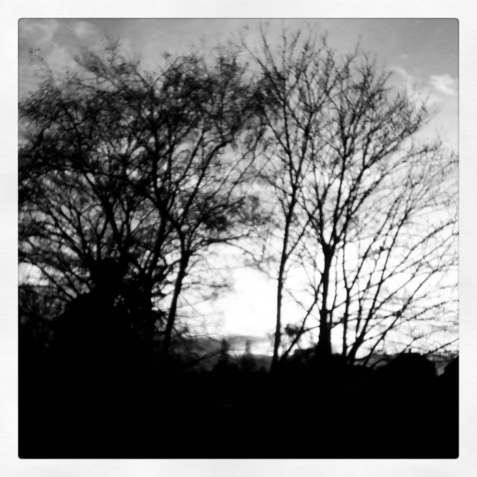 black and white trees