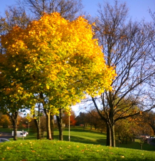 autumnal trees