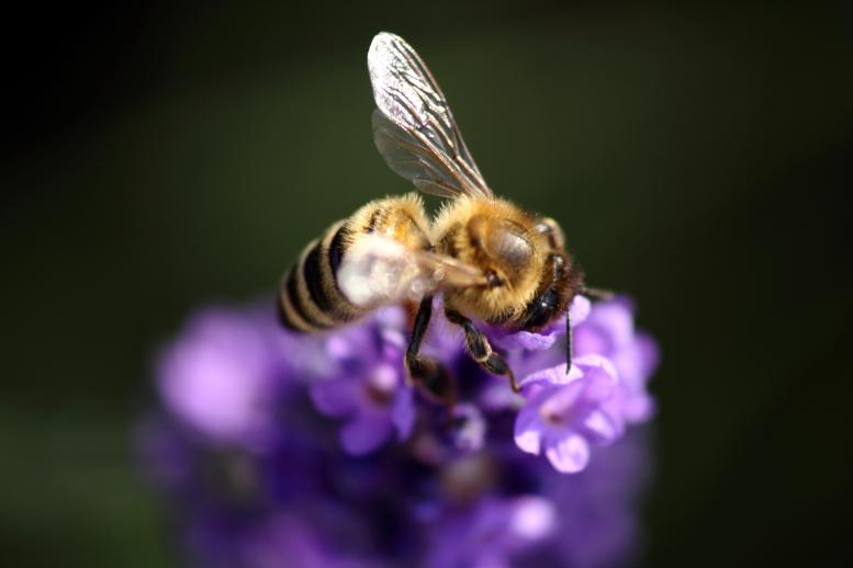 busy bee PJ file image for believe and receive