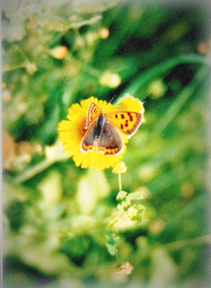 Brave PJ poem file image