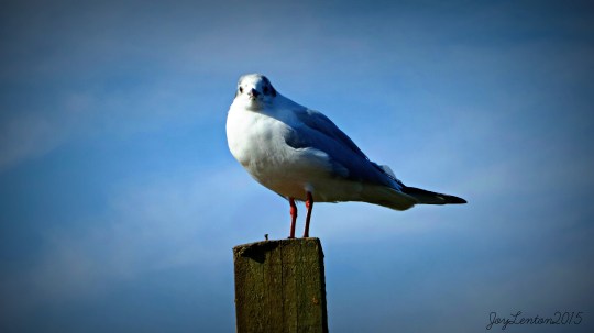 bird at blakeney quay - PJ file