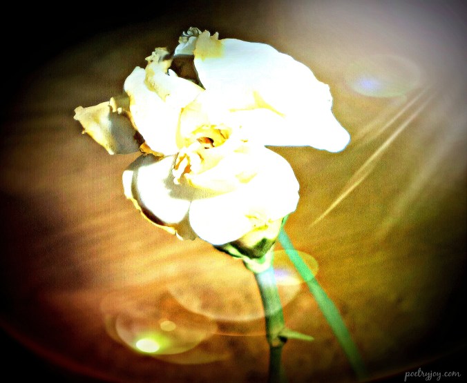 all beauty fades PJ poem image 1