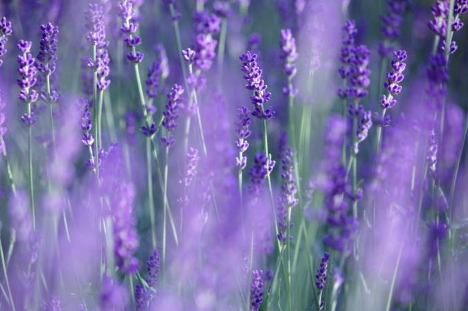 lavender relaxing PJ