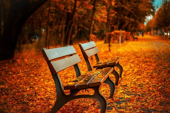 autumnal bench