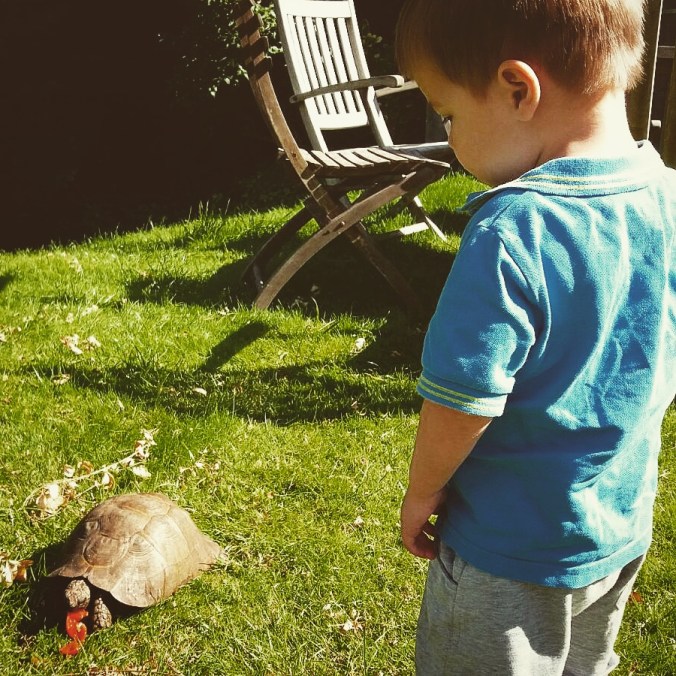 elliott-meets-a-tortoise