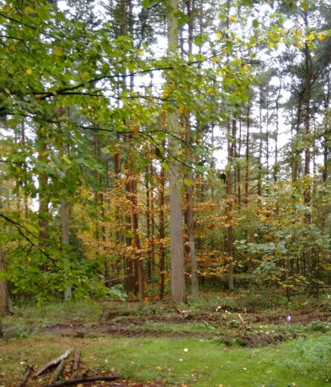 write31days-journeyingintojoy-wood-for-the-trees