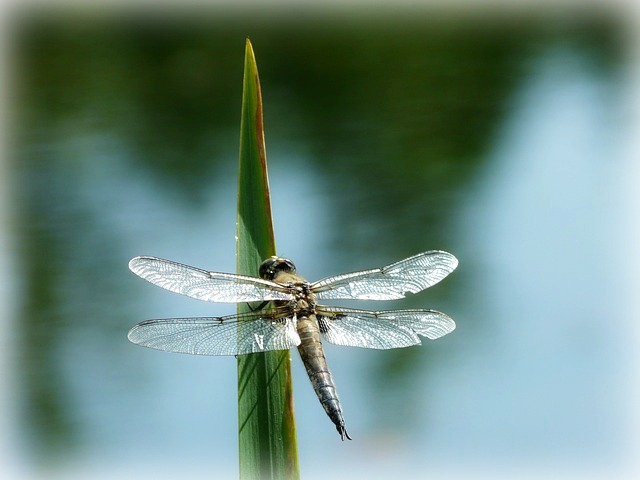 dragonfly