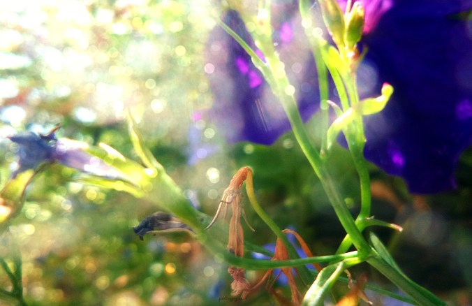 write31days-journeying-into-joy-bearing-and-sharing-joy-seeds