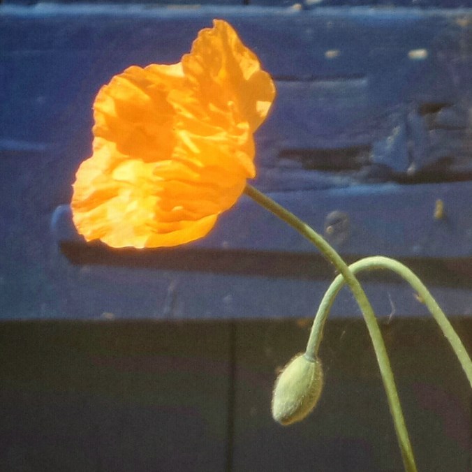 write31days-journeying-into-joy-find-joy-in-being-true-to-yourself