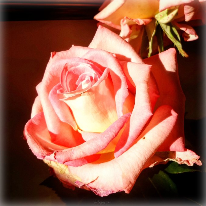 write31days-journeying-into-joy-joy-for-those-fading-days