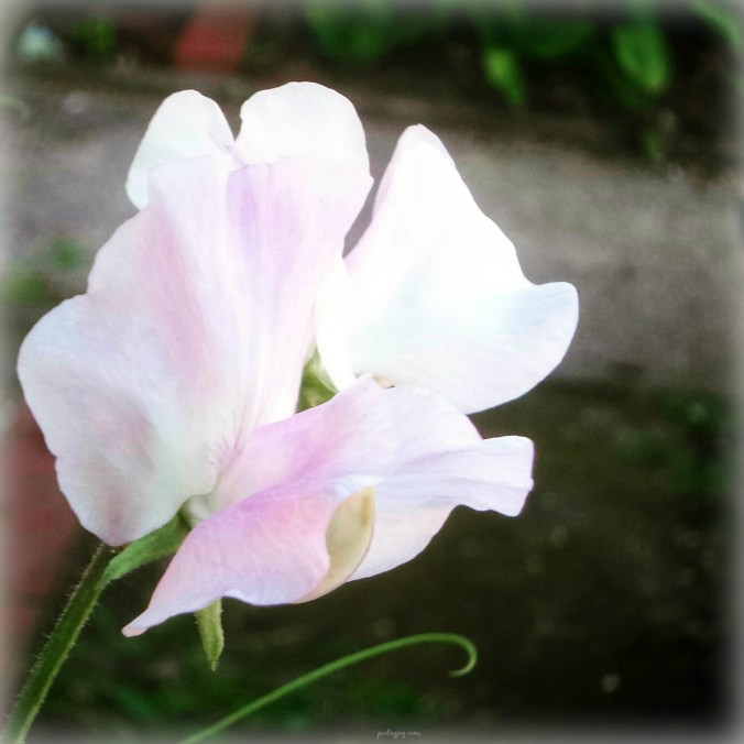 write31days-journeying-into-joy-when-fragility-paves-the-way-for-joyful-dependency