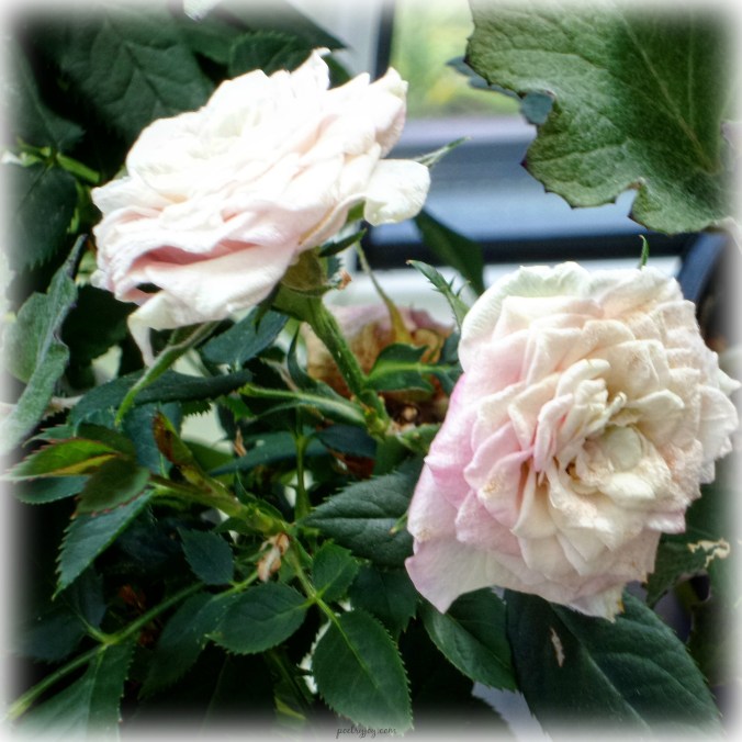 write31days-journeyingintojoy-ashes-of-summer