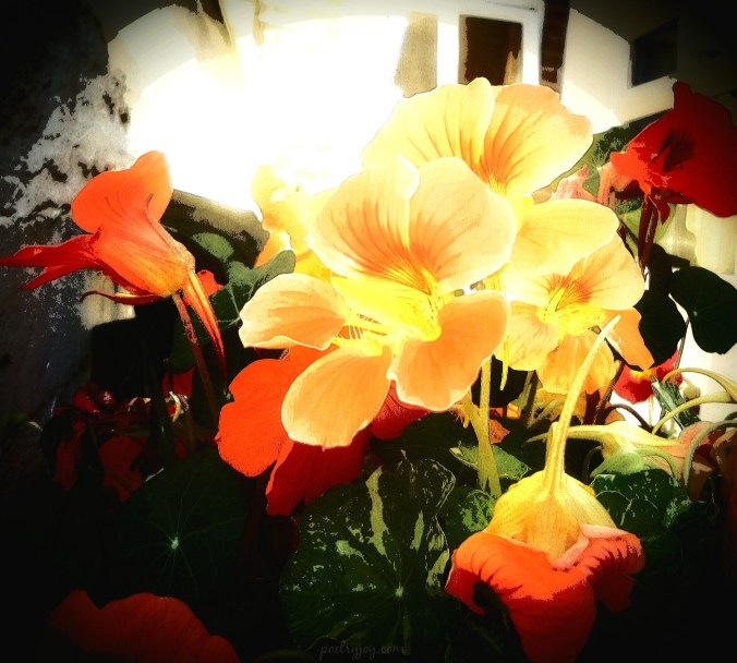 holy-listening-to-life-love-and-loss-pj