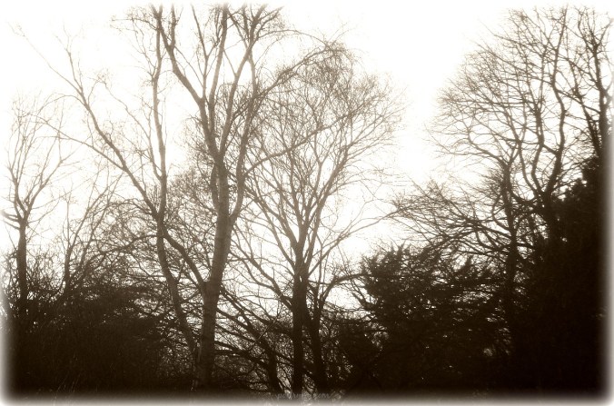 refine-pared-back-pj