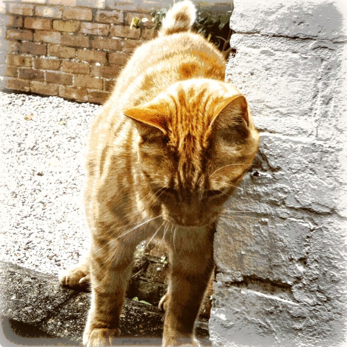 change-cats-whiskers-pj