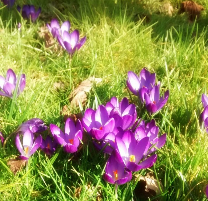 crocus-season-pj