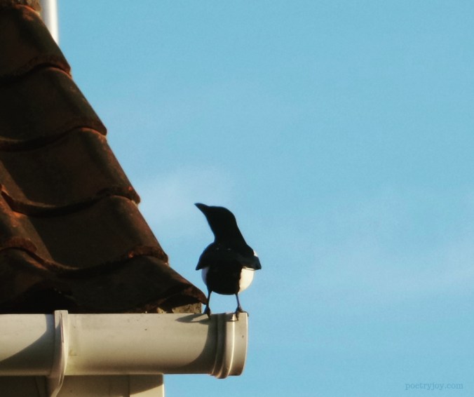 one _ encouraging incidences of the number one - magpie on the edge (C)joylenton @poetryjoy.com