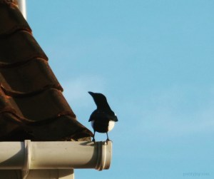 one _ encouraging incidences of the number one - magpie on the edge (C)joylenton @poetryjoy.com