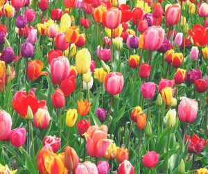 more - experiencing life's abundance while living with chronic illness - tulips @poetryjoy.com