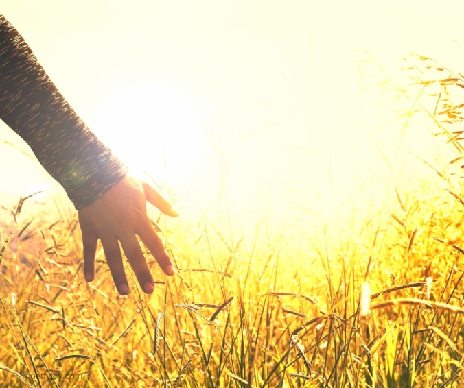 hand touching a wheat field - touch - @poetryjoy.com