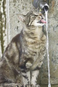 thirsty - cat drinking from a fountain -quenching our thirst @poetryjoy.com
