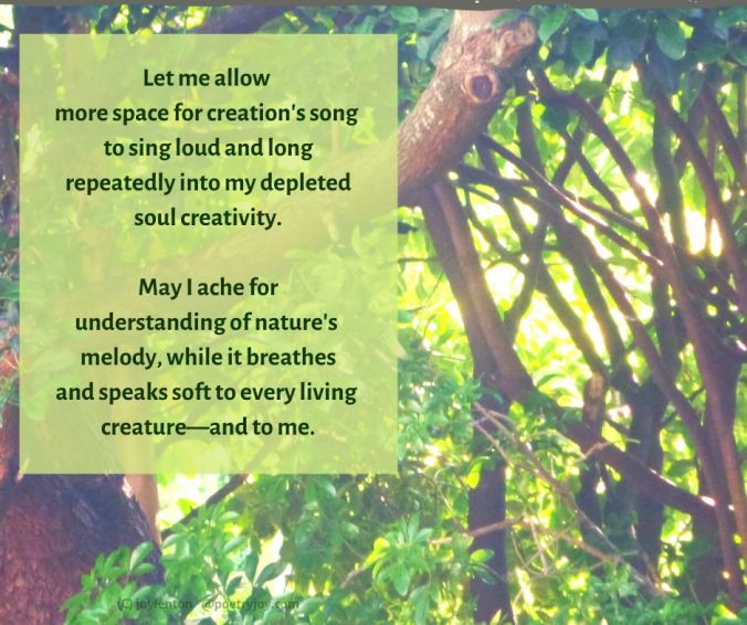 melody - trees - leaves - sunlight - nature's melody poem excerpt (C) joylenton @poetryjoy.com