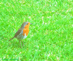 nature - its ability to calm and heal our souls - robin on grass (C) joylenton @poetryjoy.com