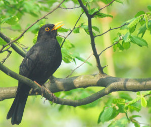 hope - blackbird singing on a tree - listening for the sound of hope in your soul @poetryjoy.com