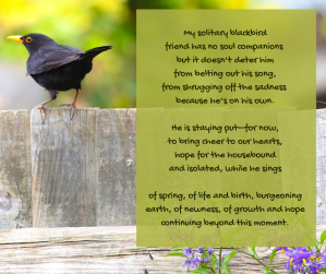 hope - blackbird on a garden fence - notes of hope poem excerpt (C) joylenton @poetryjoy.com