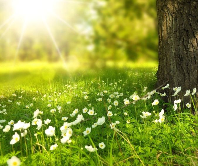 light - how holy light lifts, heals and strengthens us (C) joylenton @poetryjoy.com