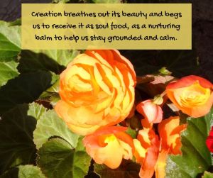 reality - red and yellow begonias - Creation breathes out its beauty quote (C) joylenton @poetryjoy.com
