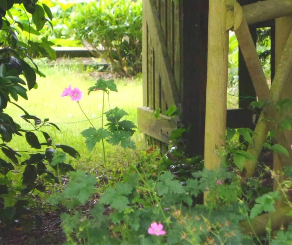 reality - garden - flowers - gate - every acreage in the changing landscape holds a legacy - (C) joylenton @poetryjoy.com